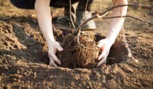 When to plant trees for the orchard