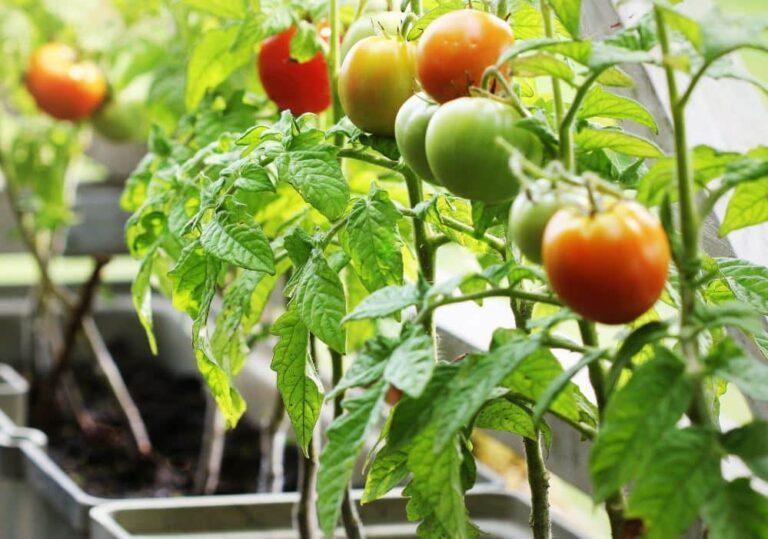 Potted tomatoes.  Here’s how to grow them well