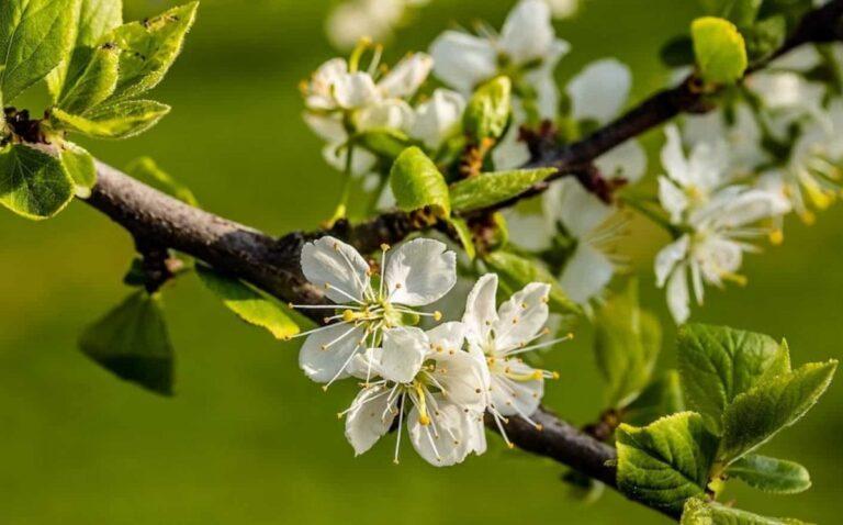 Pruning the plum tree.  How and when to do it