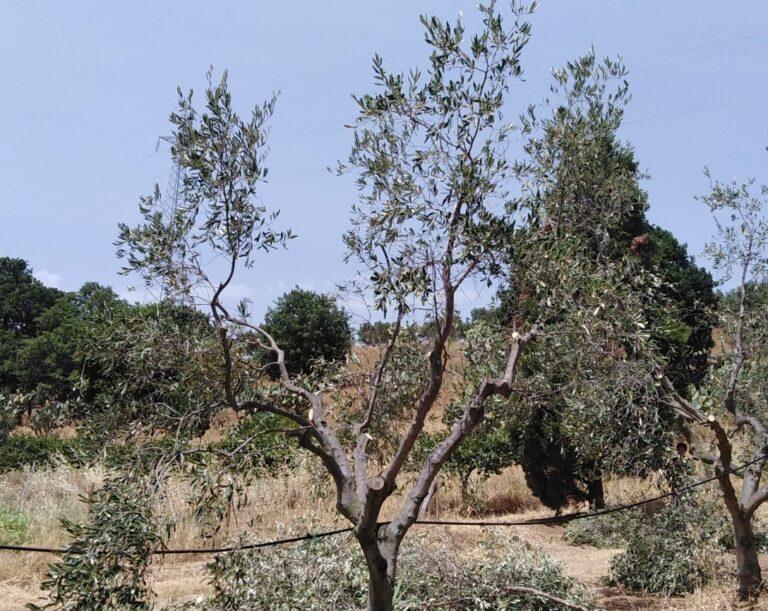 The pruning of the olive tree in a polyconic vase.  Peculiarities and advantages