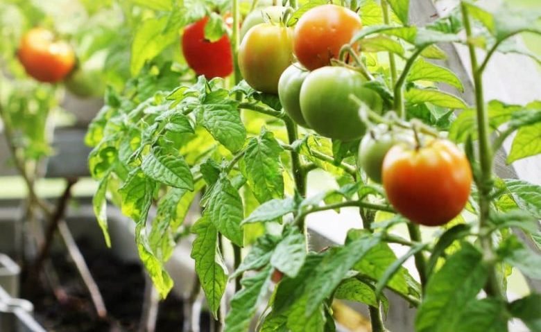 Plantas de tomate