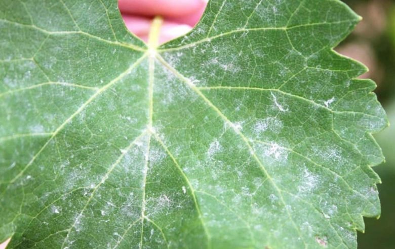 Vine powdery mildew on a leaf