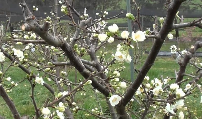 Prune the plum tree in bloom