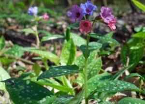 Pulmonaria.  Characteristics, cultivation and beneficial properties