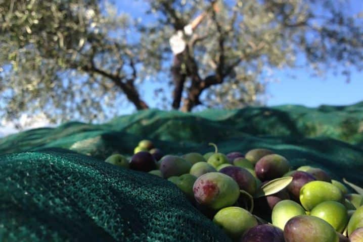 Olive harvest.  How and when to do it