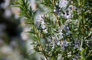Rosemary (Rosmarinus officinalis).  Uses and beneficial properties