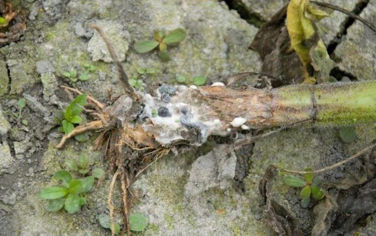 Sclerotinia.  Damage to crops, prevention and biological defense