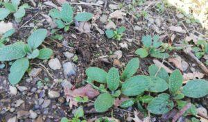 How borage is sown in the vegetable garden and in the garden
