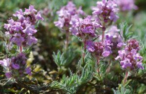 Serpillo (thymus serpyllum).  Cultivation and properties of wild thyme