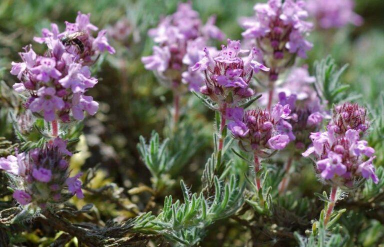 Serpillo (thymus serpyllum).  Cultivation and properties of wild thyme
