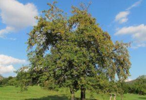 The rowan, how to grow this ancient tree