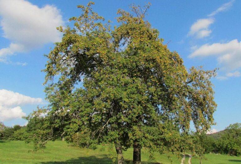 El serbal, cómo hacer crecer este árbol milenario
