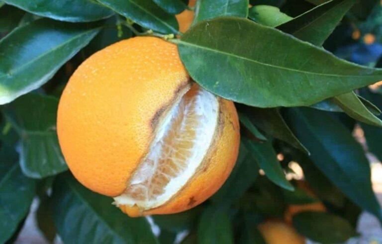 柑橘类水果为什么会裂开？ 原因及解决方法