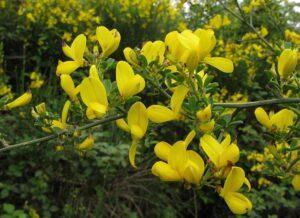 The sparzio.  Characteristics and cultivation of the spiny broom