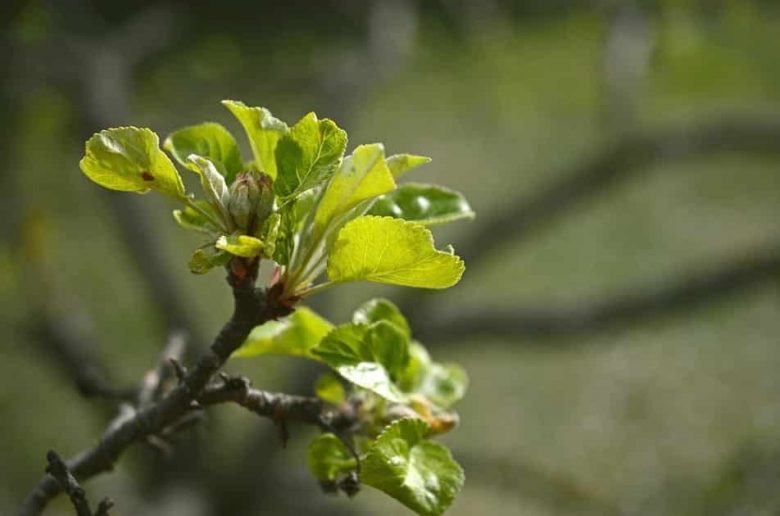 Buds of the apple tree
