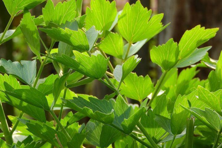 The lovage: plant properties and cultivation