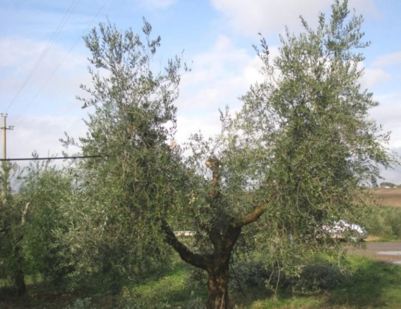 Das Beschneiden des Olivenbaums in einer polykonischen Vase