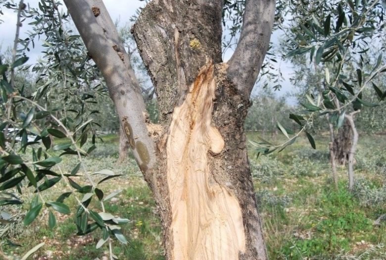 Слупатура оливкового кариеса