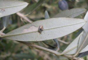 Olivenmotte (Prays oleae)