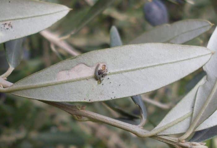Olive moth (Prays oleae)