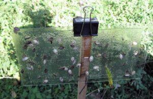 The pheromone traps for catching the Asian bedbug.  Advantages and limitations