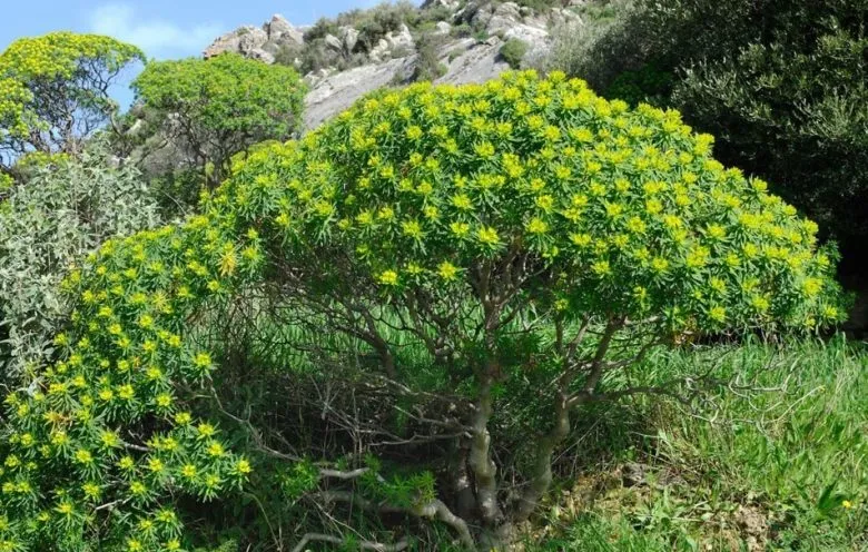 Euphorbia dendroidok