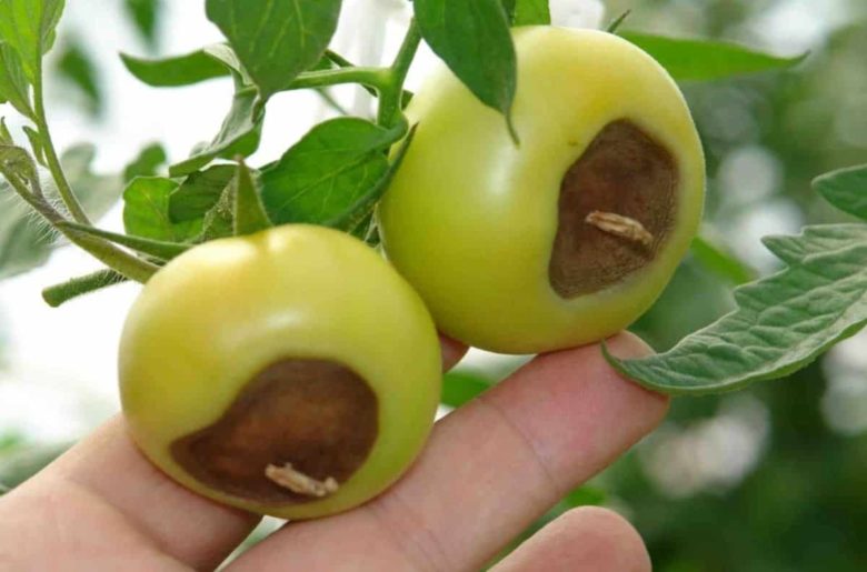 why do tomatoes turn black underneath
