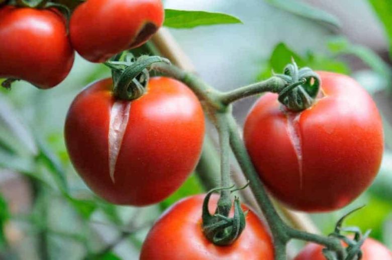 Pelure de tomates fendue