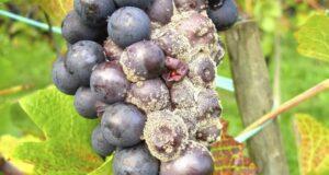Botrytis of grijze schimmel van de wijnstok. Schade, preventie en behandeling