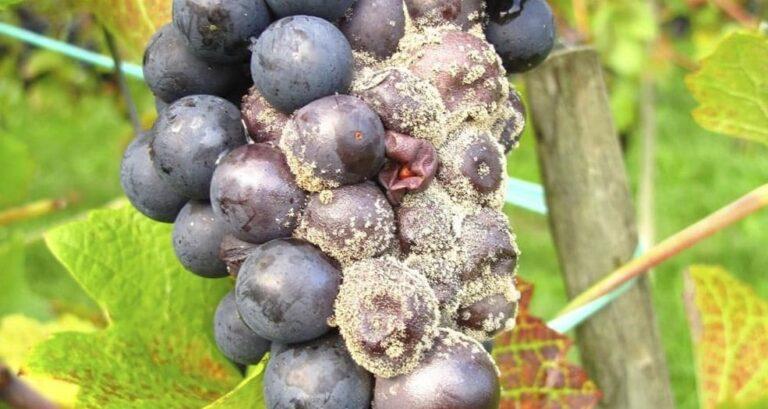 Botrytis or gray mold of the vine.  Damage, prevention and treatment