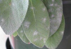 The white sickness on sage.  How to fix it and prevent it