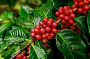 Cómo cultivar la planta del café (Coffea arabica)