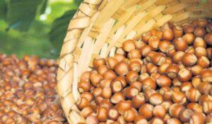 Harvesting hazelnuts, how and when to do it
