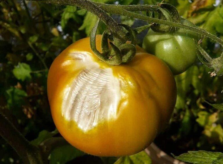 Ing blanching saka tomat. Apa sing nimbulaké lan carane supaya iku