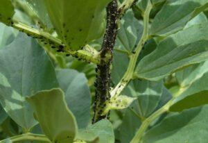 Black bean aphid (Aphis fabae).  Prevention and elimination