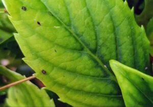 Ferric chlorosis and leaf yellowing