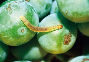 Ngengat anggur (Lobesia botrana). Karusakan lan pertahanan biologis