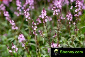 Verbena officinalis. Características botánicas, propiedades beneficiosas y usos