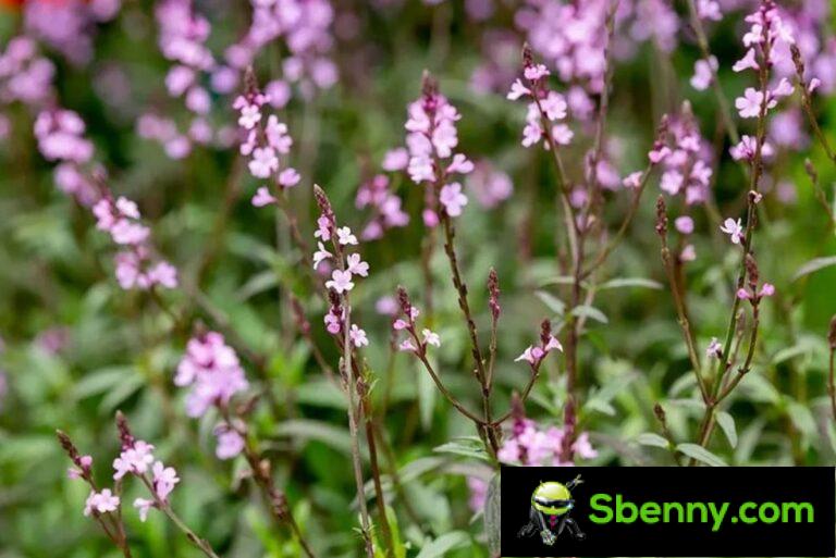 Verbena officinalis.  Botanical characteristics, beneficial properties and uses