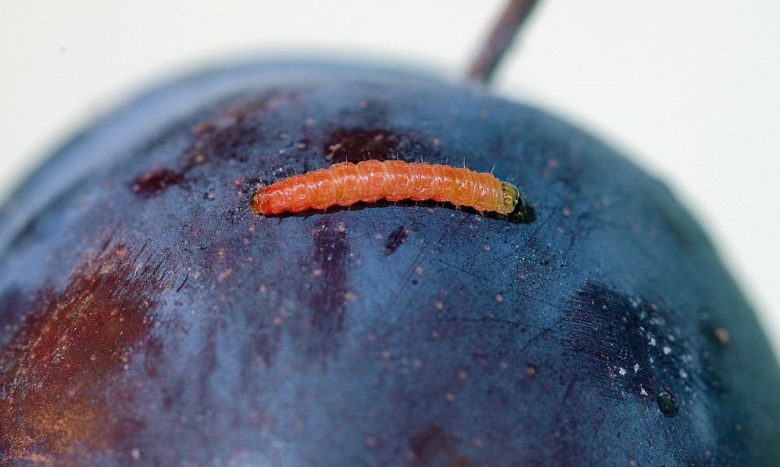 Larvadi cidia of the plum tree