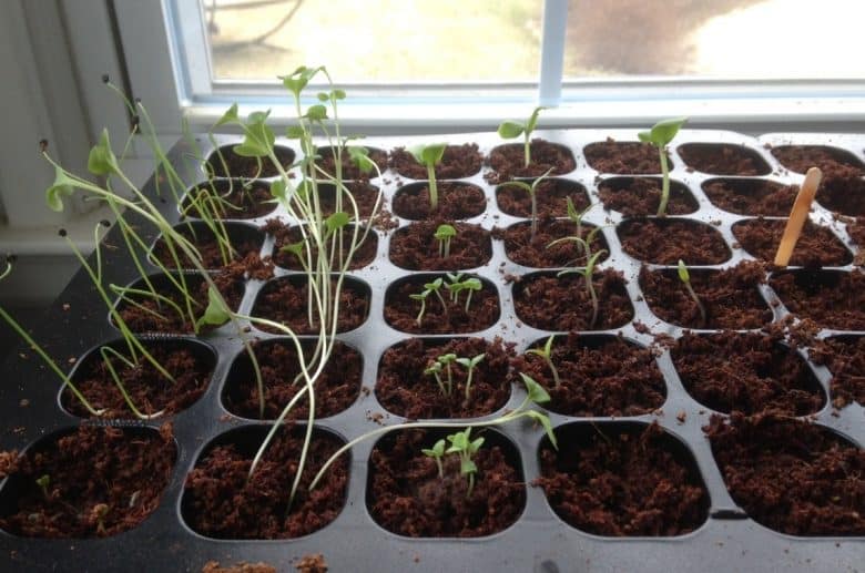 seedlings-with-the-stem-too-elongated