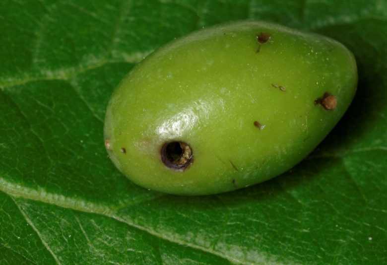 They give little sawflies to plums
