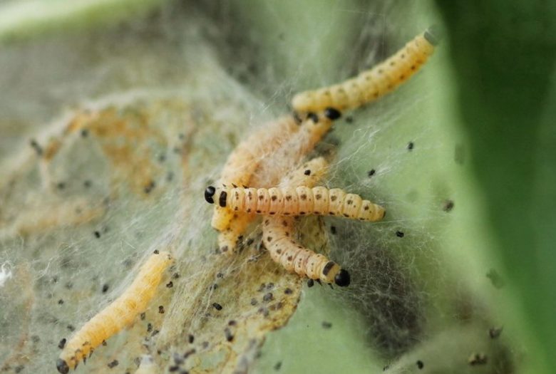 Young apple spider larvae