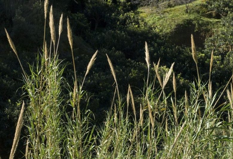Reeds of Arundo donax