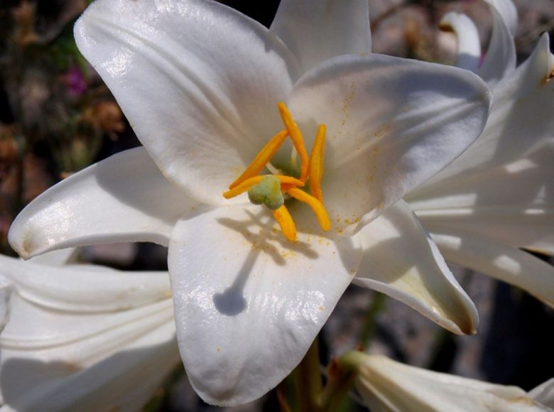 flores de lírio branco