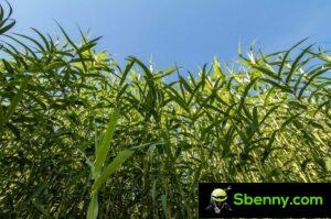 Common reed (Arundo donax).  Botany, cultivation and uses