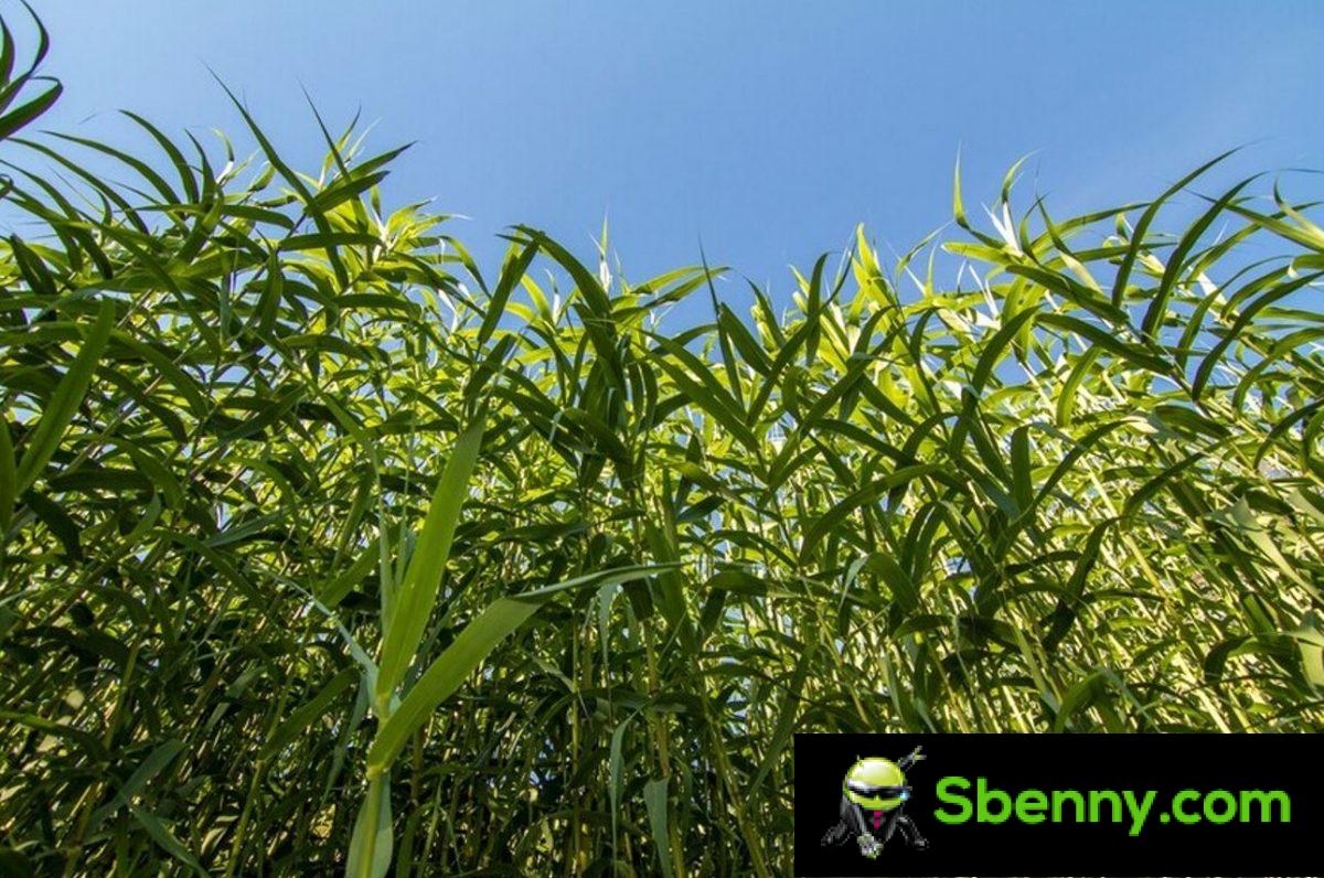 Common reed (Arundo donax).  Botany, cultivation and uses