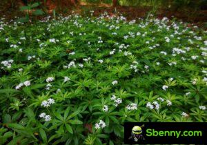Aspérula (Galium odoratum). Botánica, cultivo, propiedades y usos