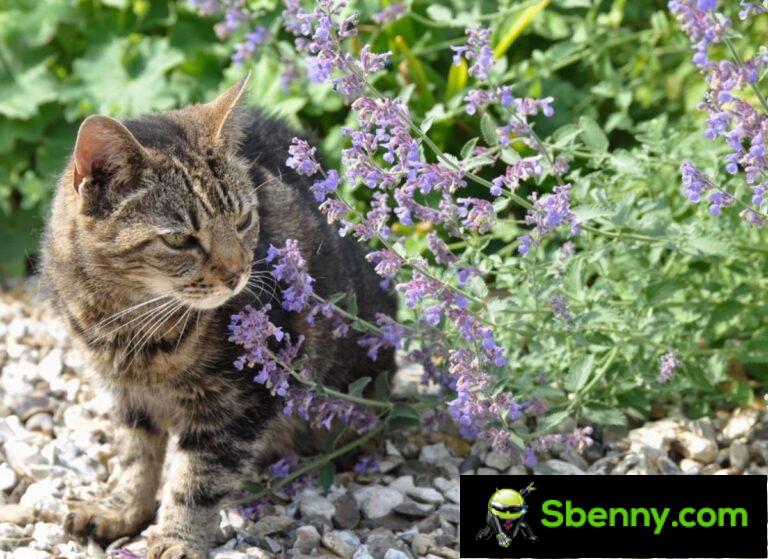 Catnip (Nepeta cataria).  Cultivation, properties and effects on cats