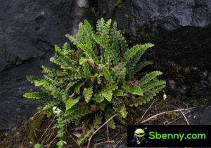Steenbrekergras (Ceterach officinarum). Eigenschappen en gebruik